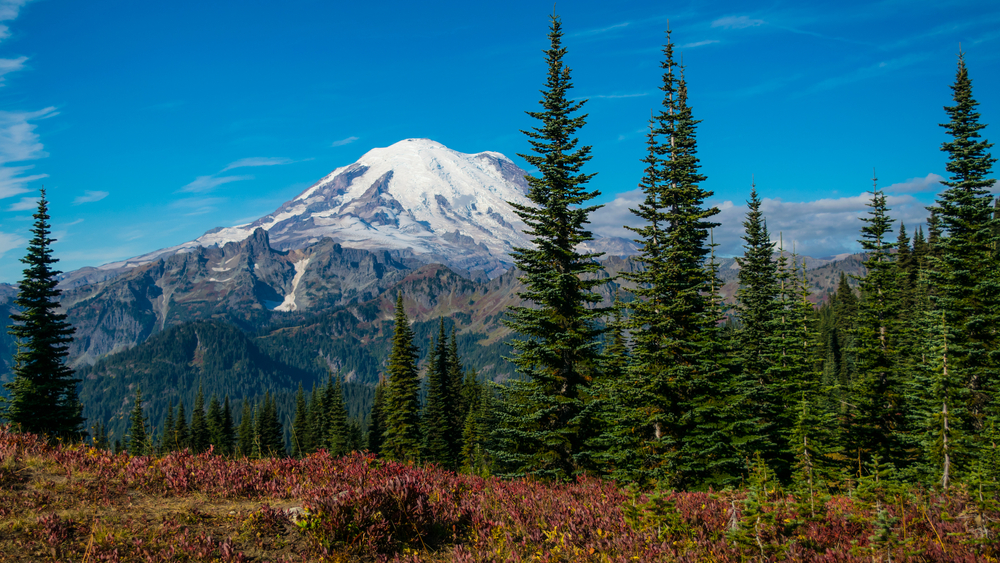 oil tank removal quote seattle